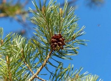 Dzikie rośliny jadalne lata